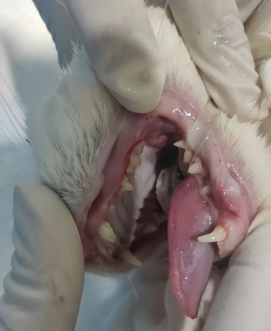 再也忍不了猫狗的口气了!但全麻洗牙靠谱吗?休闲区蓝鸢梦想 - Www.slyday.coM 再也忍不了猫狗的口气了!但全麻洗牙靠谱吗?休闲区蓝鸢梦想 - Www.slyday.coM