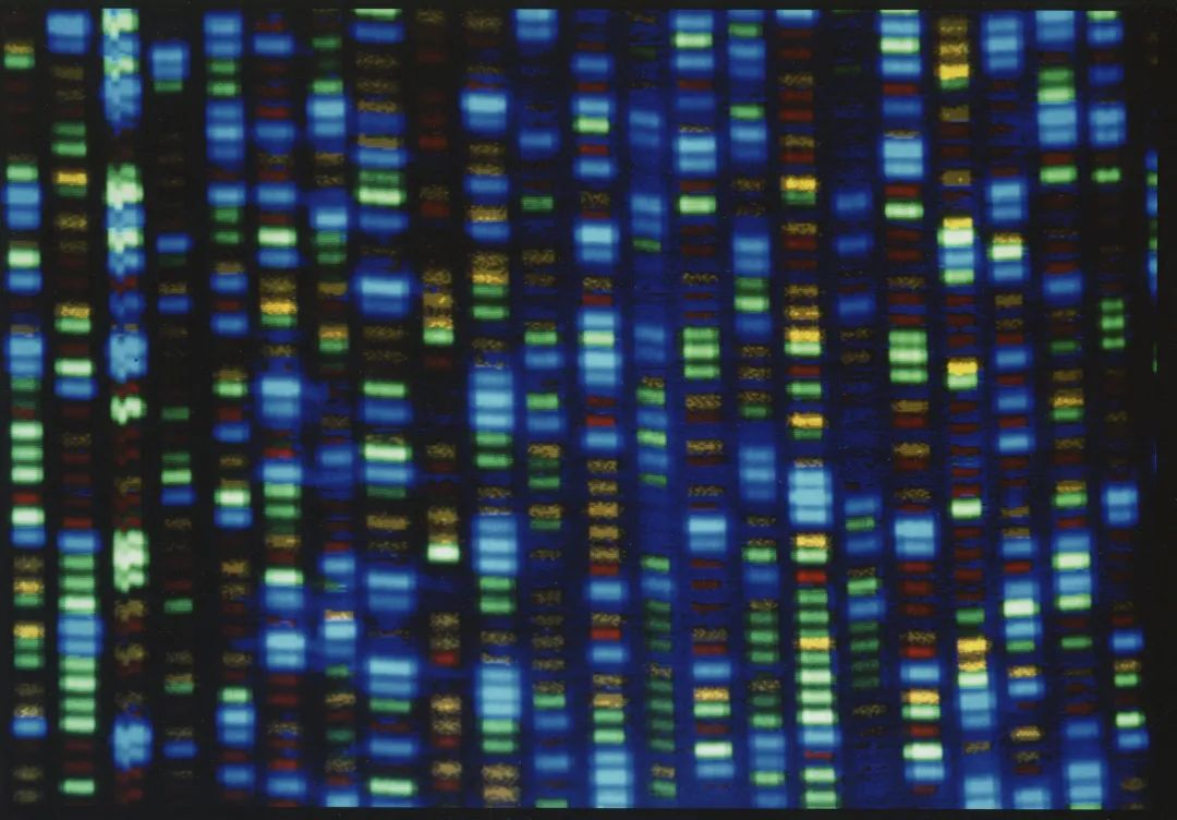 人类基因组解析装置输出的图像。图源：美联社