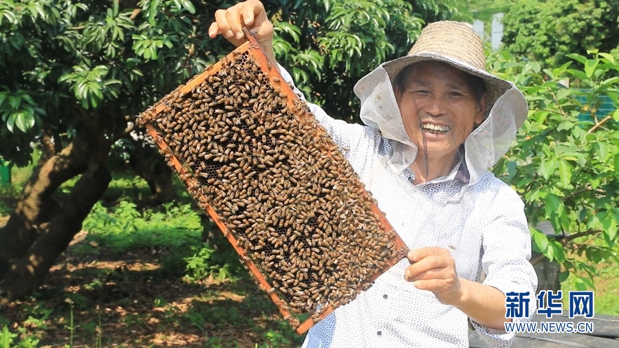　　蜂农正在荔枝园放蜂采蜜。新华网发（罗素玲 摄）