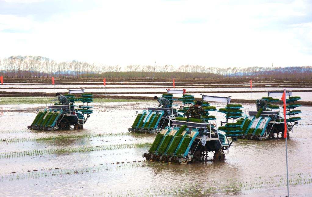 这是北大荒集团鸭绿河农场有限公司的插秧现场。（受访单位供图）