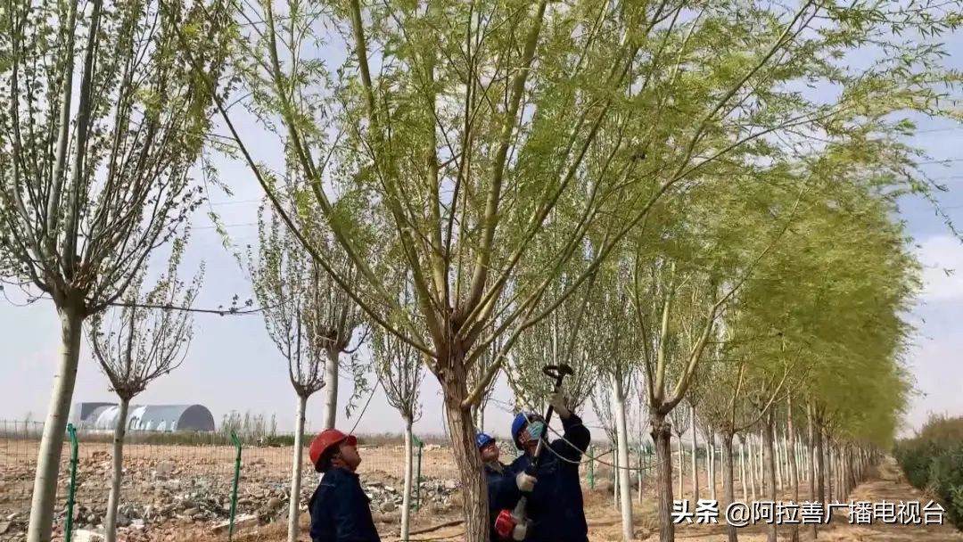 电网春检春查迎夏峰阿拉善(图6)