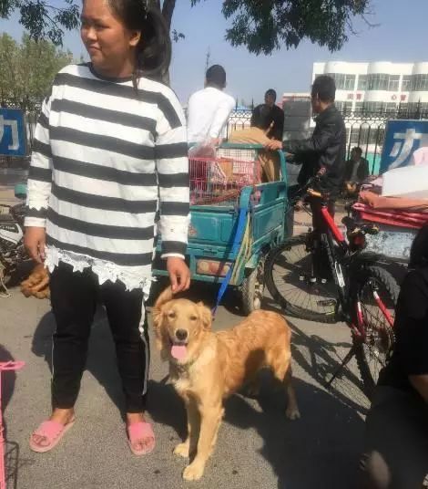 女主人怀孕决定卖掉养了2年的金毛，狗狗一个举动让买家都动容了休闲区蓝鸢梦想 - Www.slyday.coM