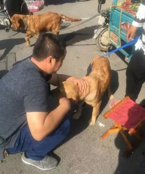 女主人怀孕决定卖掉养了2年的金毛，狗狗一个举动让买家都动容了休闲区蓝鸢梦想 - Www.slyday.coM