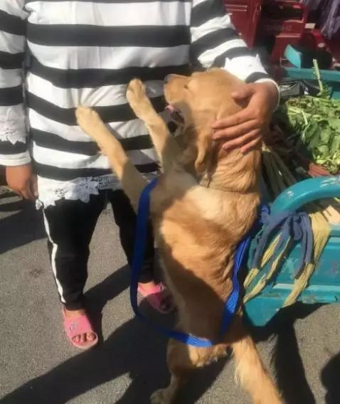 女主人怀孕决定卖掉养了2年的金毛，狗狗一个举动让买家都动容了休闲区蓝鸢梦想 - Www.slyday.coM