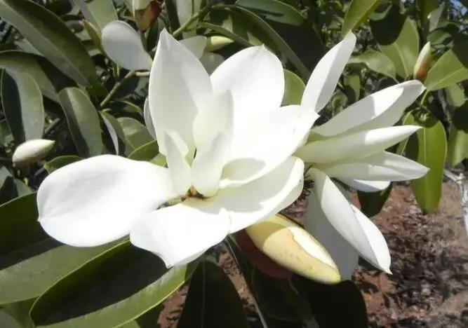 深山含笑花,纯洁美无暇,芬芳惹人爱,馥郁花清香深山含笑清香夫妻