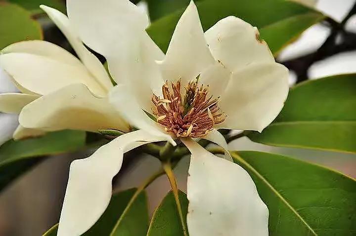 深山含笑花,纯洁美无暇,芬芳惹人爱,馥郁花清香深山含笑清香夫妻