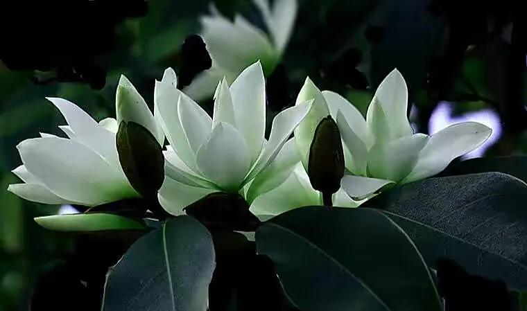 深山含笑花,纯洁美无暇,芬芳惹人爱,馥郁花清香深山含笑清香夫妻