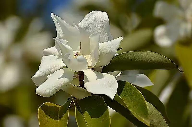 深山含笑花,纯洁美无暇,芬芳惹人爱,馥郁花清香深山含笑清香夫妻