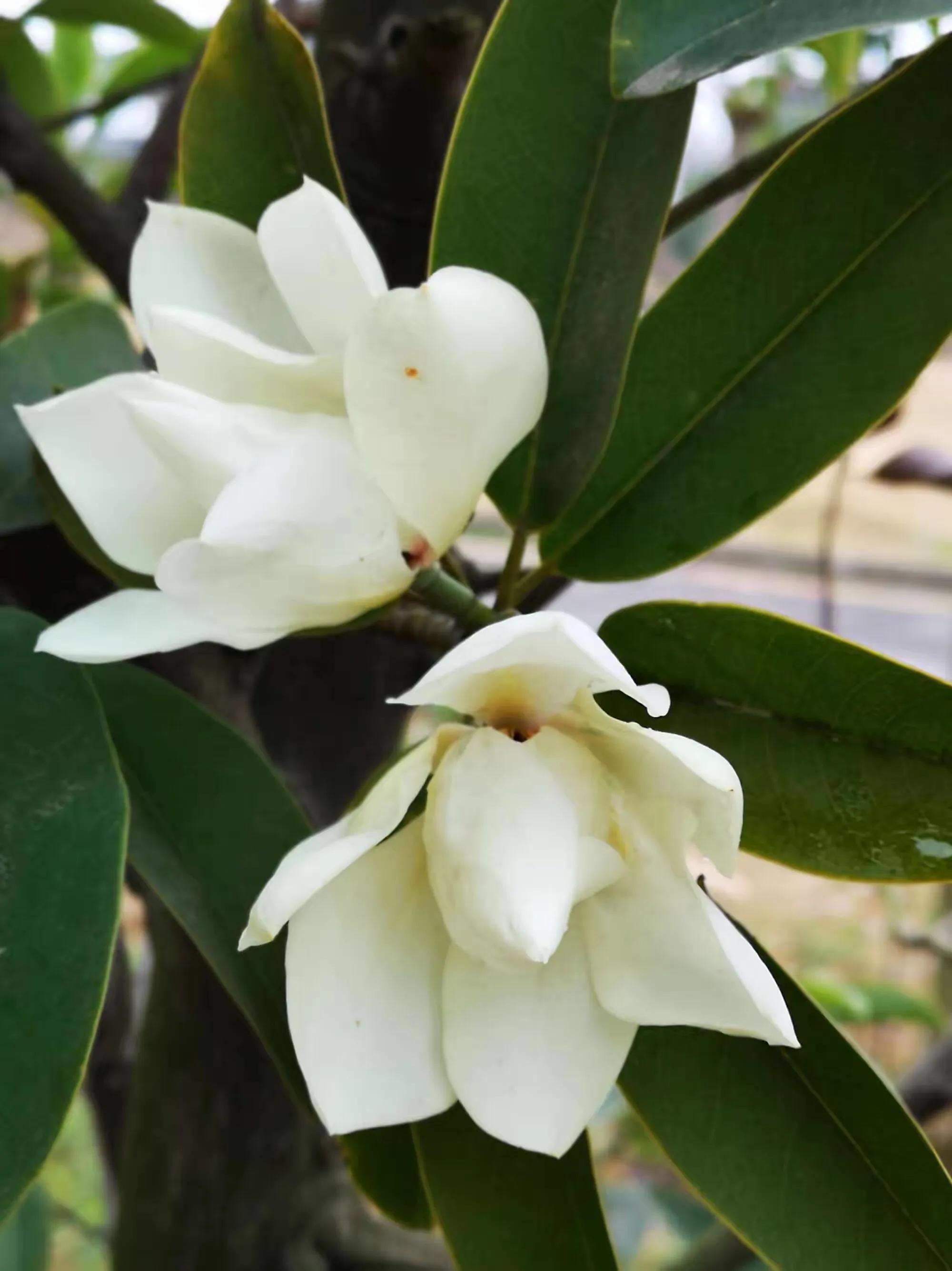 深山含笑花,纯洁美无暇,芬芳惹人爱,馥郁花清香深山含笑清香夫妻