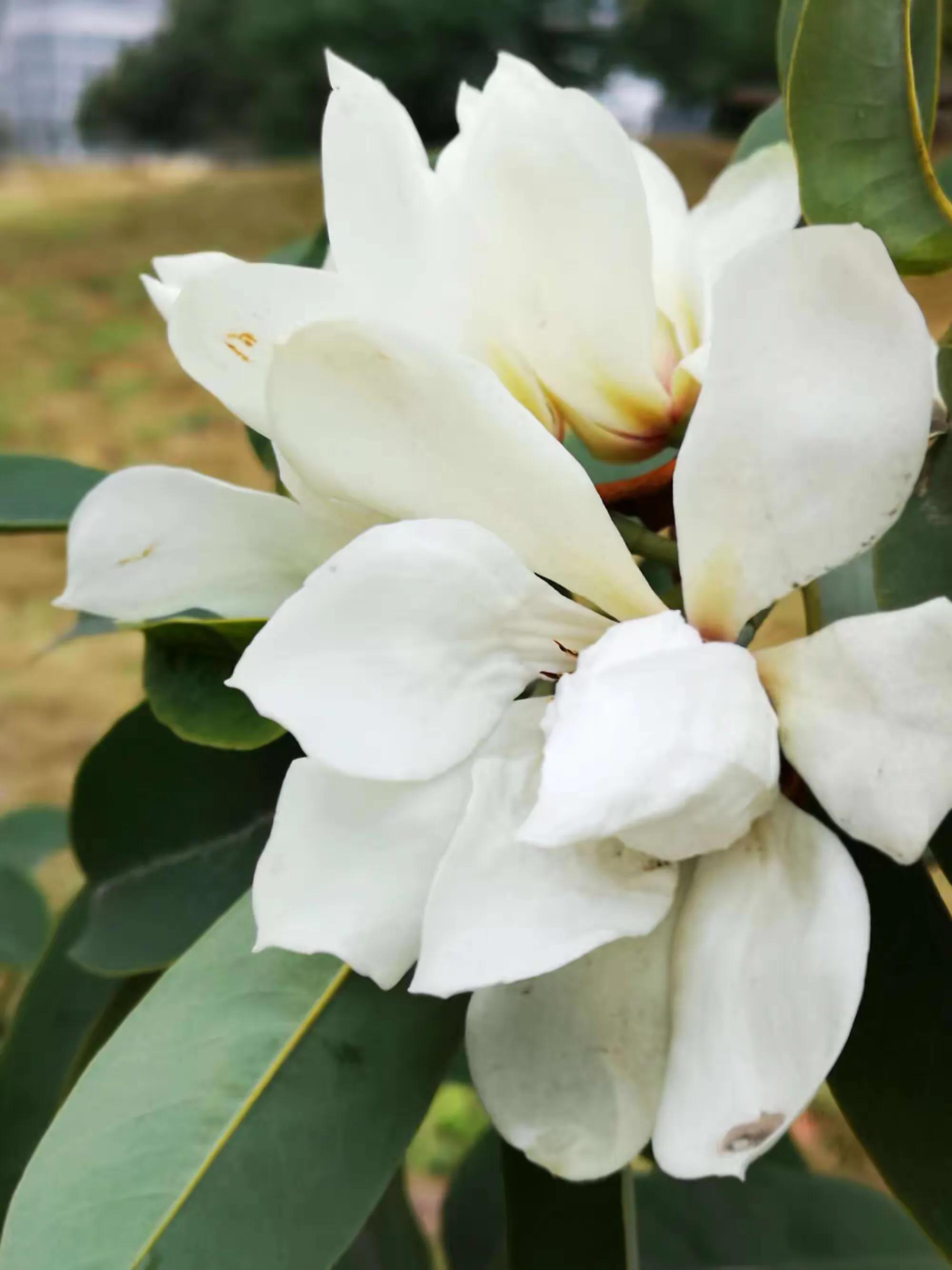 深山含笑花,纯洁美无暇,芬芳惹人爱,馥郁花清香深山含笑清香夫妻