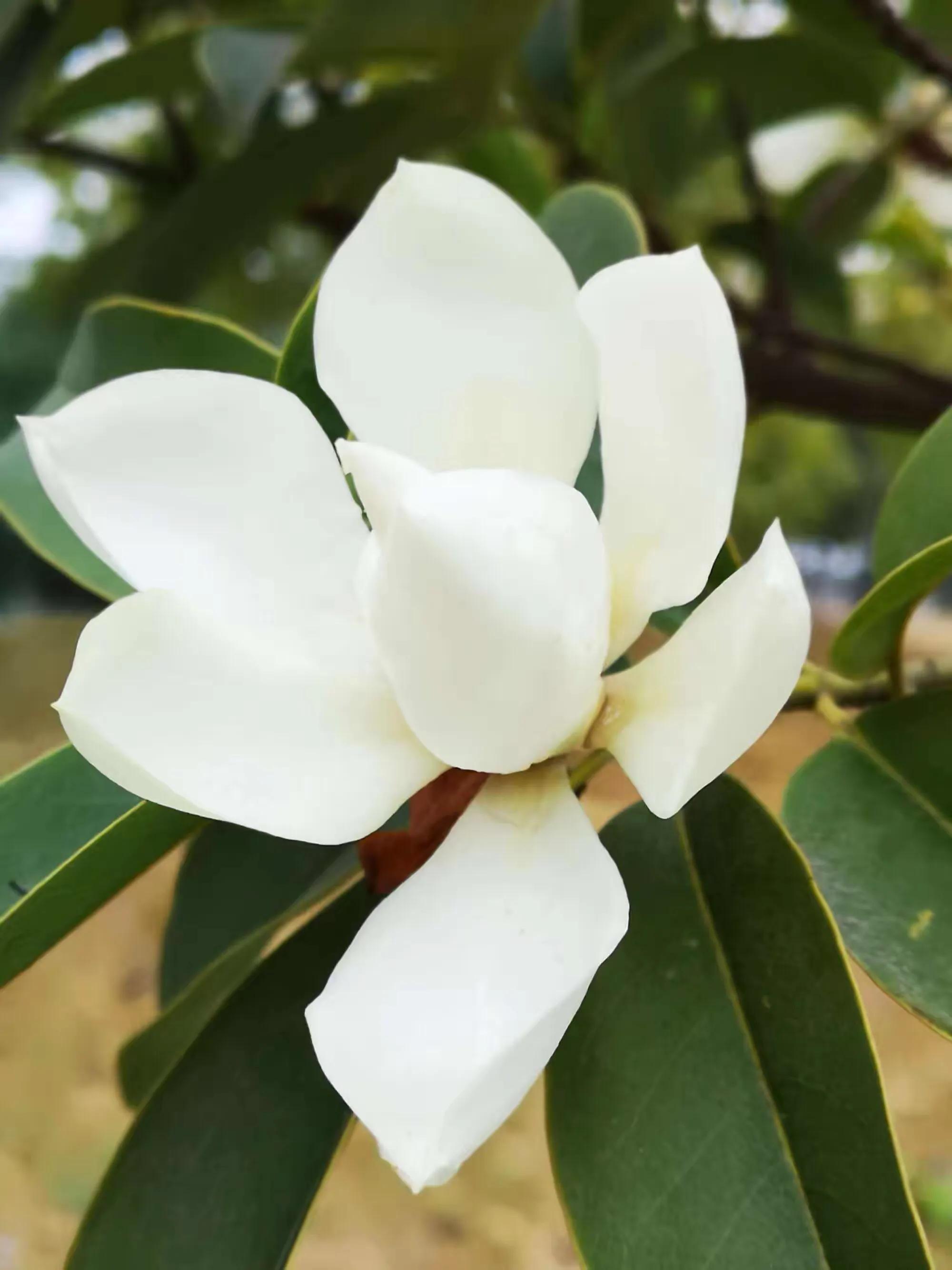 深山含笑花,纯洁美无暇,芬芳惹人爱,馥郁花清香深山含笑清香夫妻