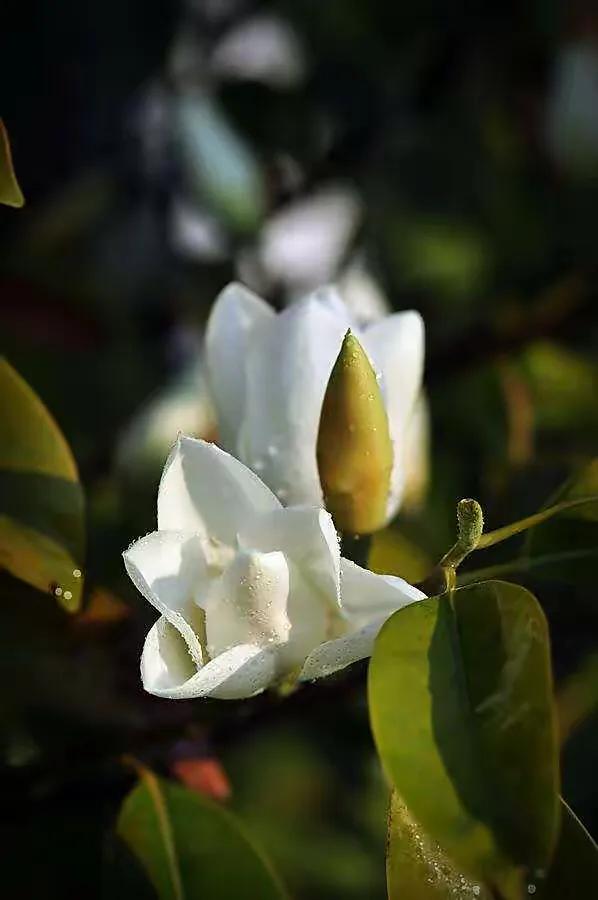 深山含笑花,纯洁美无暇,芬芳惹人爱,馥郁花清香深山含笑清香夫妻