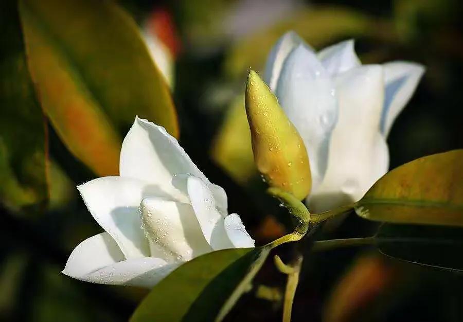 深山含笑花,纯洁美无暇,芬芳惹人爱,馥郁花清香深山含笑清香夫妻