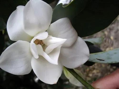 深山含笑花,纯洁美无暇,芬芳惹人爱,馥郁花清香深山含笑清香夫妻