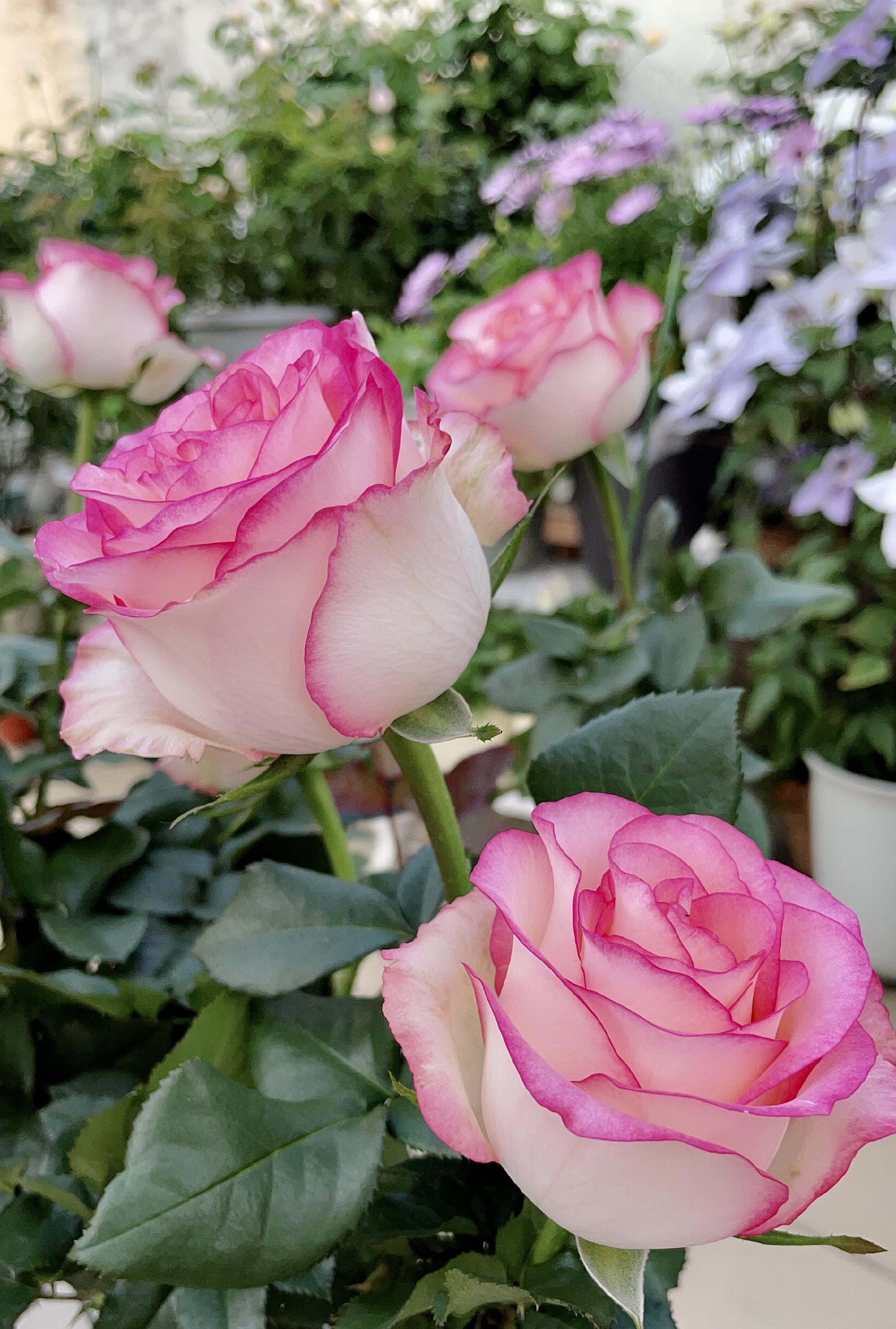 聚花界的“王室”—朱米莉亞，美勝玫瑰花，氈片盛開，你值得稱贊保有