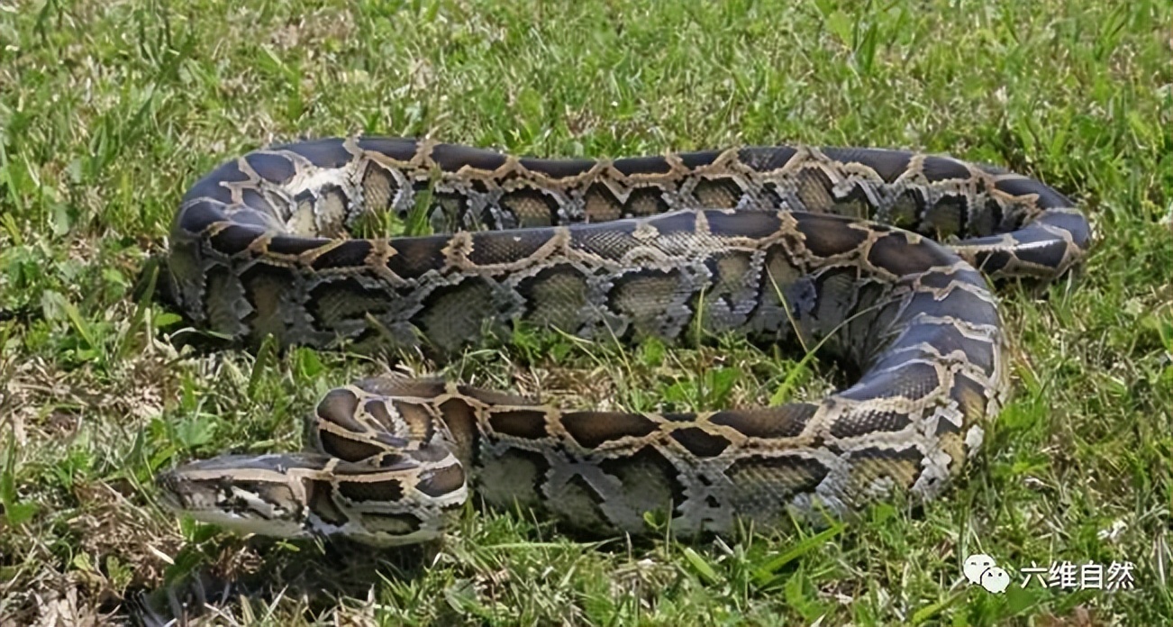 梦见蟒蛇缠身预兆 蛇缠身梦境解析