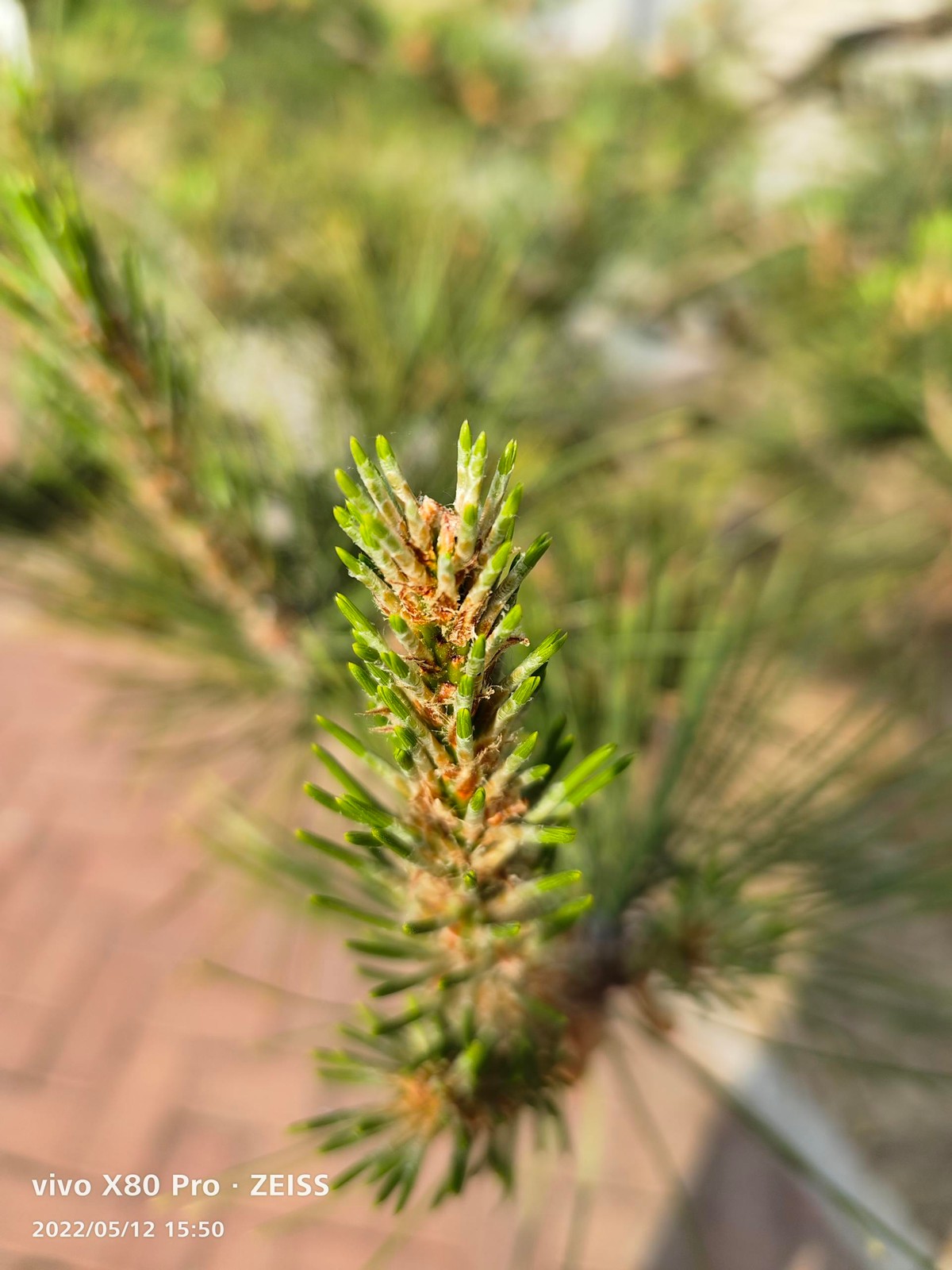 vivo X80 Pro 骁龙 8 版本体验:蔡司影像+双芯性能旗舰休闲区蓝鸢梦想 - Www.slyday.coM vivo X80 Pro 骁龙 8 版本体验:蔡司影像+双芯性能旗舰休闲区蓝鸢梦想 - Www.slyday.coM