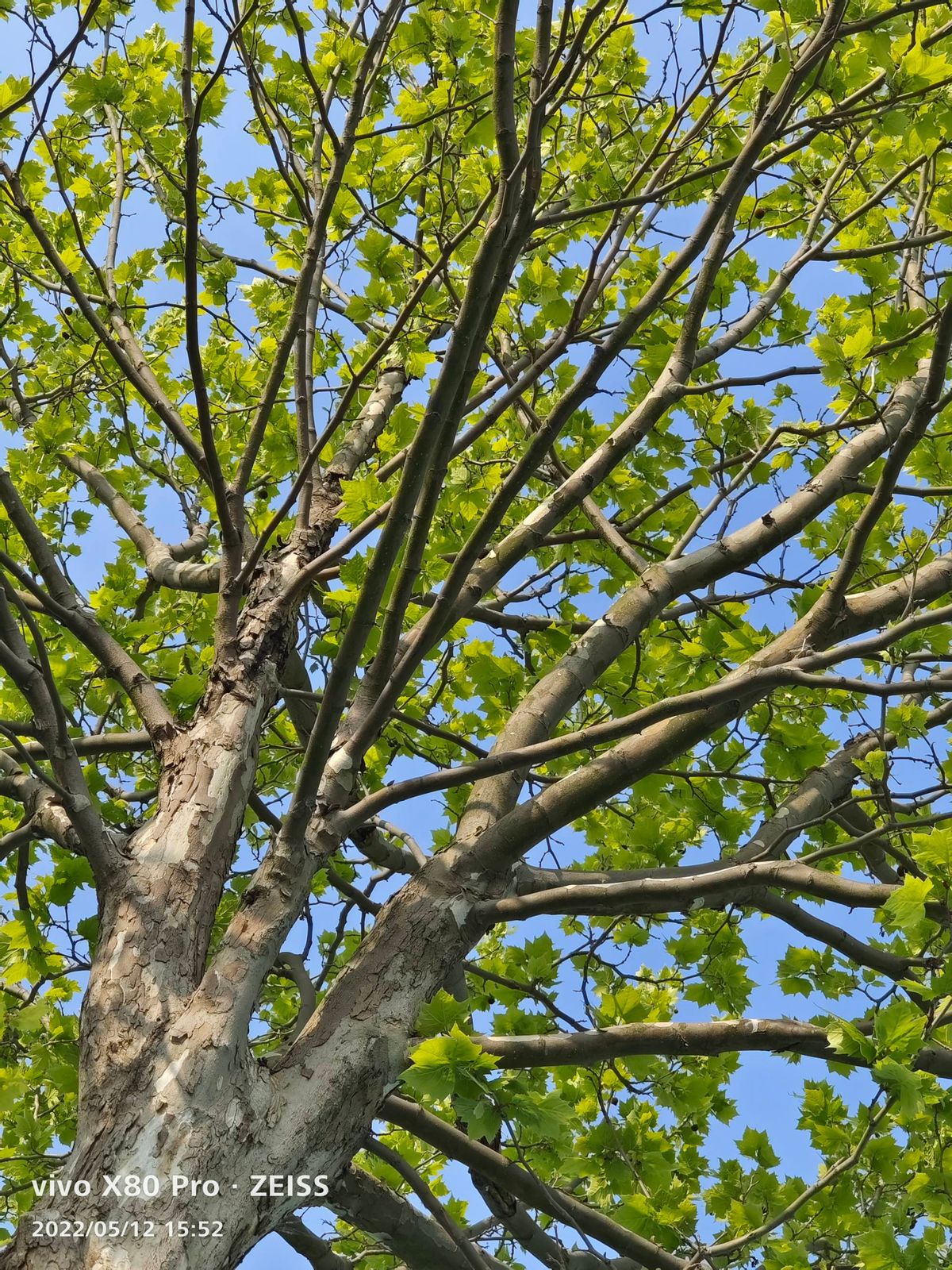 vivo X80 Pro 骁龙 8 版本体验:蔡司影像+双芯性能旗舰休闲区蓝鸢梦想 - Www.slyday.coM vivo X80 Pro 骁龙 8 版本体验:蔡司影像+双芯性能旗舰休闲区蓝鸢梦想 - Www.slyday.coM