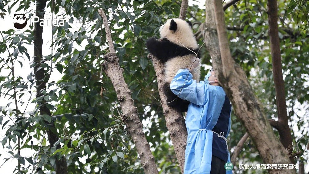 能不能让熊宝跟我走单身狗熊猫一刻ipanda爱熊猫大熊猫福多多超话67