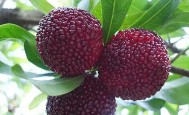 贵阳有3人吃杨梅感染病毒死亡?这些在中老年朋友圈疯传的谣言,别再信了!休闲区蓝鸢梦想 - Www.slyday.coM 贵阳有3人吃杨梅感染病毒死亡?这些在中老年朋友圈疯传的谣言,别再信了!休闲区蓝鸢梦想 - Www.slyday.coM