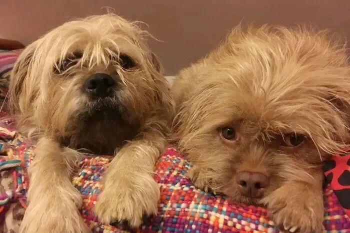 狗狗长得像人是种什么体验?休闲区蓝鸢梦想 - Www.slyday.coM 狗狗长得像人是种什么体验?休闲区蓝鸢梦想 - Www.slyday.coM