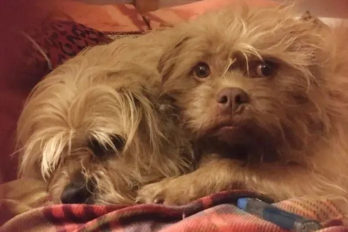 狗狗长得像人是种什么体验?休闲区蓝鸢梦想 - Www.slyday.coM 狗狗长得像人是种什么体验?休闲区蓝鸢梦想 - Www.slyday.coM