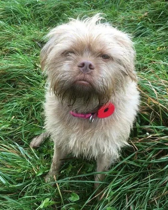 狗狗长得像人是种什么体验?休闲区蓝鸢梦想 - Www.slyday.coM 狗狗长得像人是种什么体验?休闲区蓝鸢梦想 - Www.slyday.coM