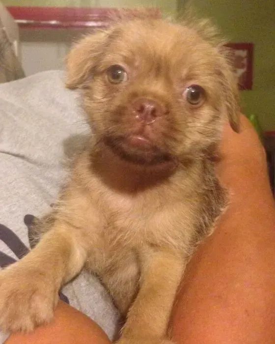 狗狗长得像人是种什么体验?休闲区蓝鸢梦想 - Www.slyday.coM 狗狗长得像人是种什么体验?休闲区蓝鸢梦想 - Www.slyday.coM