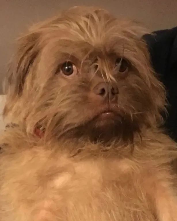 狗狗长得像人是种什么体验?休闲区蓝鸢梦想 - Www.slyday.coM 狗狗长得像人是种什么体验?休闲区蓝鸢梦想 - Www.slyday.coM