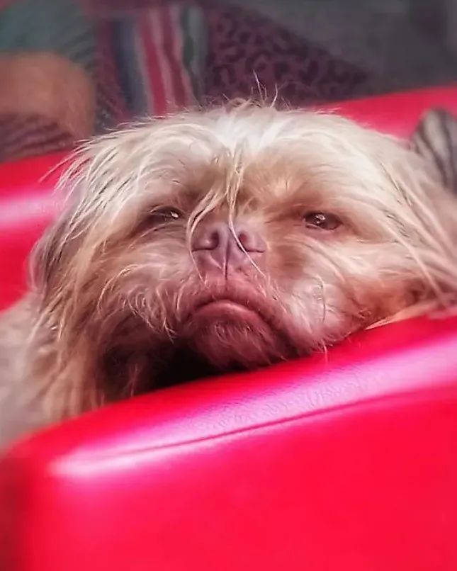 狗狗长得像人是种什么体验?休闲区蓝鸢梦想 - Www.slyday.coM 狗狗长得像人是种什么体验?休闲区蓝鸢梦想 - Www.slyday.coM