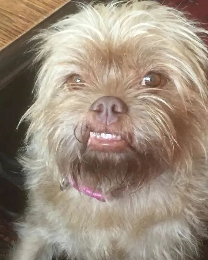 狗狗长得像人是种什么体验?休闲区蓝鸢梦想 - Www.slyday.coM 狗狗长得像人是种什么体验?休闲区蓝鸢梦想 - Www.slyday.coM