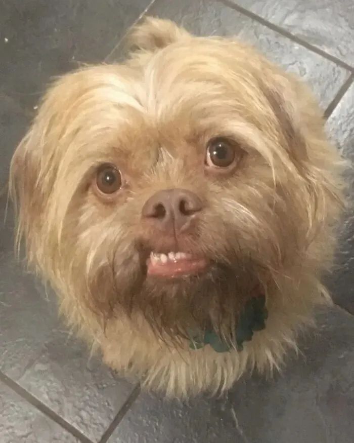 狗狗长得像人是种什么体验?休闲区蓝鸢梦想 - Www.slyday.coM 狗狗长得像人是种什么体验?休闲区蓝鸢梦想 - Www.slyday.coM