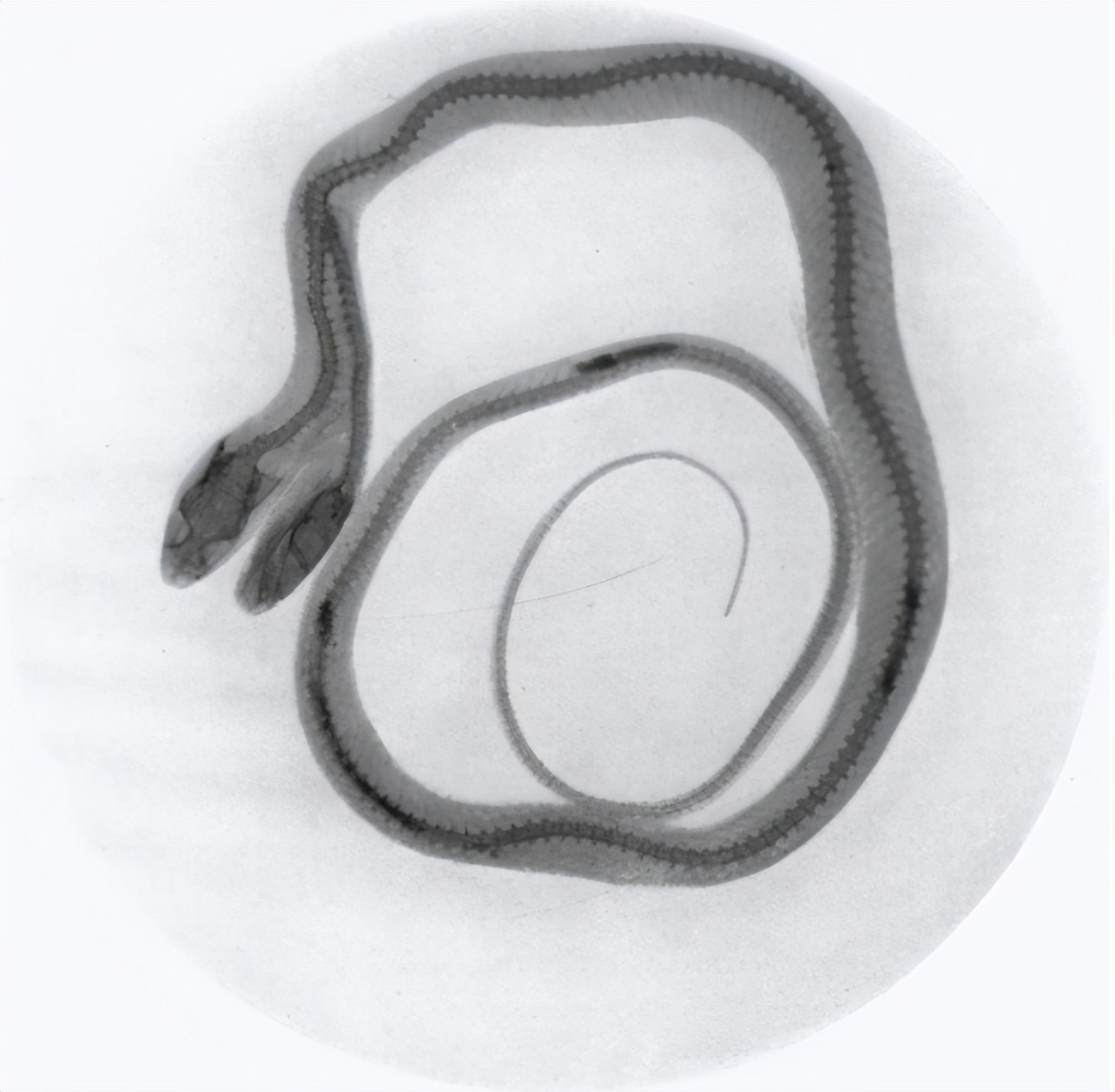 美国双头蛇吞老鼠:两个头各一只,只有一个身体,究竟...