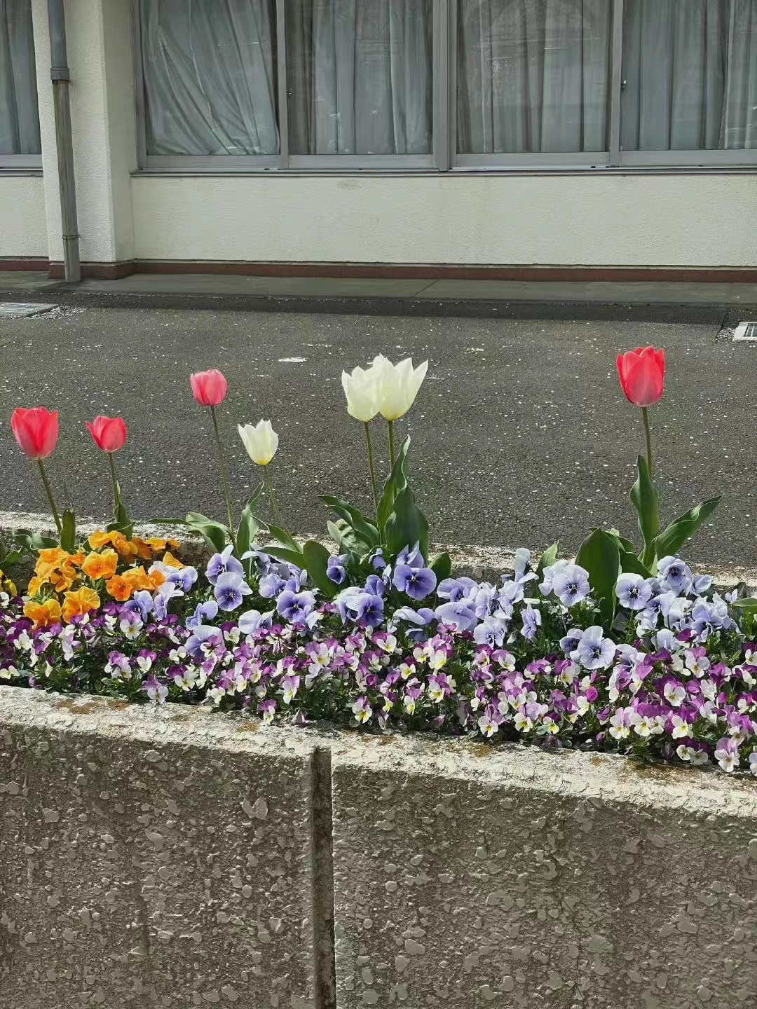 你好,5月15日没有人规定一朵花一定要长成向日葵或玫瑰。插图2 你好,5月15日没有人规定一朵花一定要长成向日葵或玫瑰。插图2