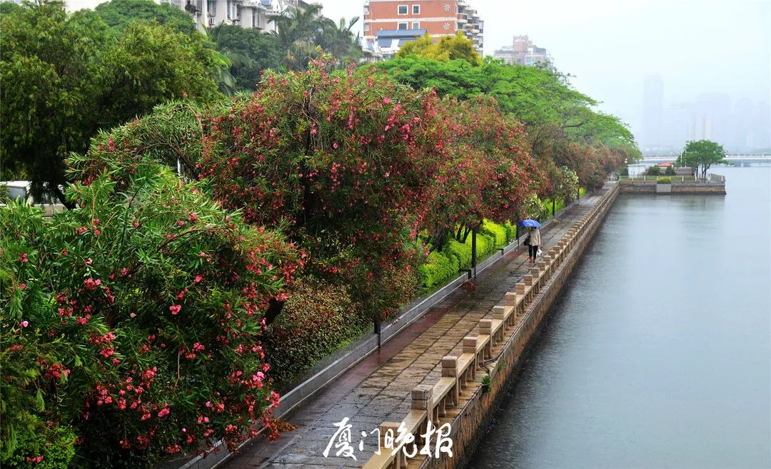 当心!厦门路边的这种花,千万不要碰!插图3 当心!厦门路边的这种花,千万不要碰!插图3