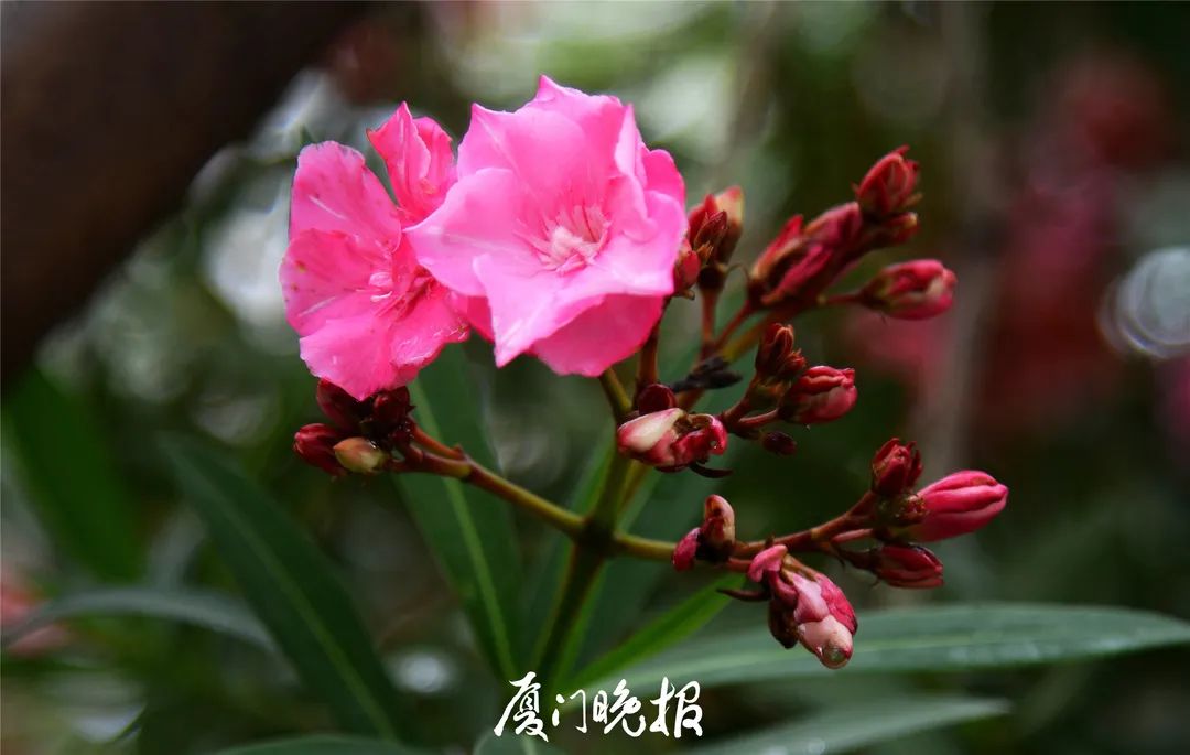 当心!厦门路边的这种花,千万不要碰!插图5 当心!厦门路边的这种花,千万不要碰!插图5