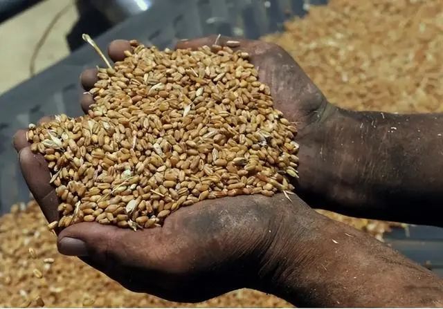 为平息物价飙升 印度政府禁止小麦出口