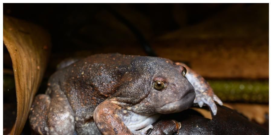 戽斗星球上的生物,人脸无壳乌龟!还有号称恶魔之卵的奇特生物柬埔寨青蛙蚓螈