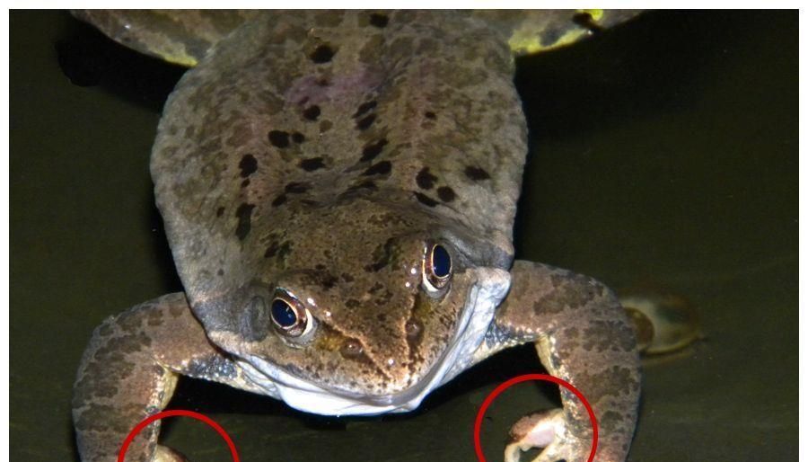 戽斗星球上的生物,人脸无壳乌龟!还有号称恶魔之卵的奇特生物柬埔寨青蛙蚓螈