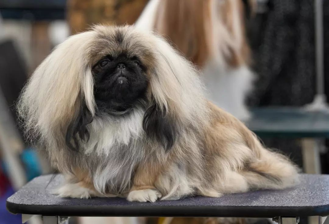 中华田园犬啊,你竟然不是个品种!休闲区蓝鸢梦想 - Www.slyday.coM 中华田园犬啊,你竟然不是个品种!休闲区蓝鸢梦想 - Www.slyday.coM