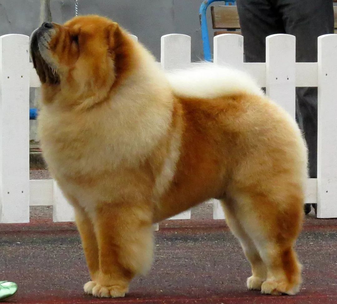 中华田园犬啊,你竟然不是个品种!休闲区蓝鸢梦想 - Www.slyday.coM 中华田园犬啊,你竟然不是个品种!休闲区蓝鸢梦想 - Www.slyday.coM