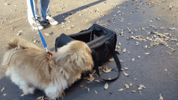 中华田园犬啊,你竟然不是个品种!休闲区蓝鸢梦想 - Www.slyday.coM 中华田园犬啊,你竟然不是个品种!休闲区蓝鸢梦想 - Www.slyday.coM