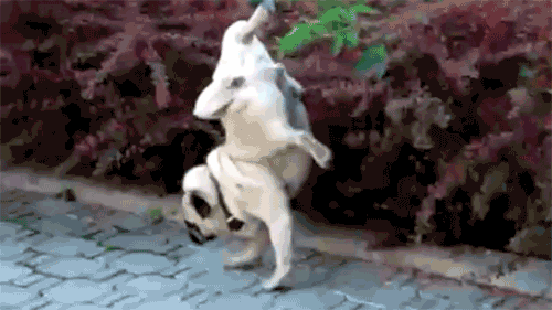 中华田园犬啊,你竟然不是个品种!休闲区蓝鸢梦想 - Www.slyday.coM 中华田园犬啊,你竟然不是个品种!休闲区蓝鸢梦想 - Www.slyday.coM