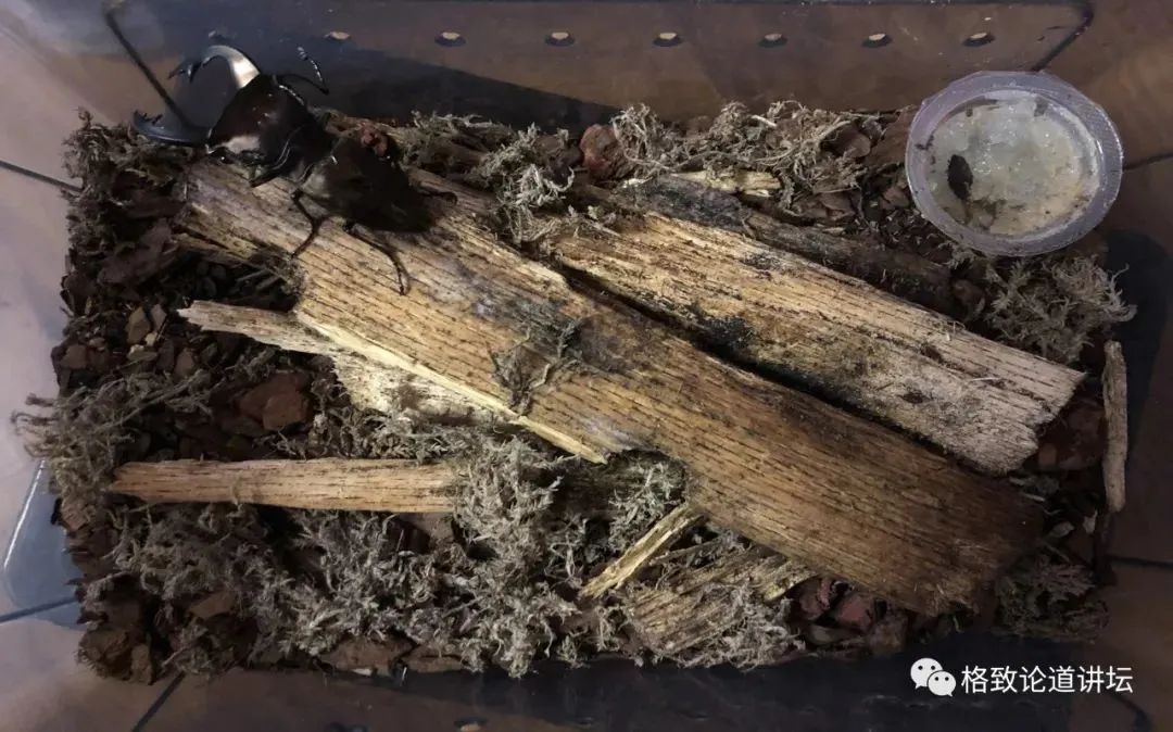 在家里养屎壳郎?你没有看错,我甚至还为它精心研制了一份食谱休闲区蓝鸢梦想 - Www.slyday.coM 在家里养屎壳郎?你没有看错,我甚至还为它精心研制了一份食谱休闲区蓝鸢梦想 - Www.slyday.coM