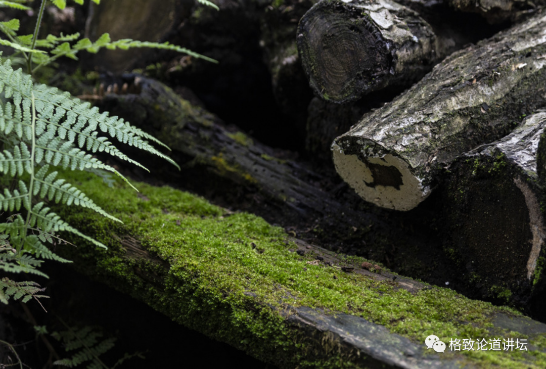 在家里养屎壳郎?你没有看错,我甚至还为它精心研制了一份食谱休闲区蓝鸢梦想 - Www.slyday.coM 在家里养屎壳郎?你没有看错,我甚至还为它精心研制了一份食谱休闲区蓝鸢梦想 - Www.slyday.coM