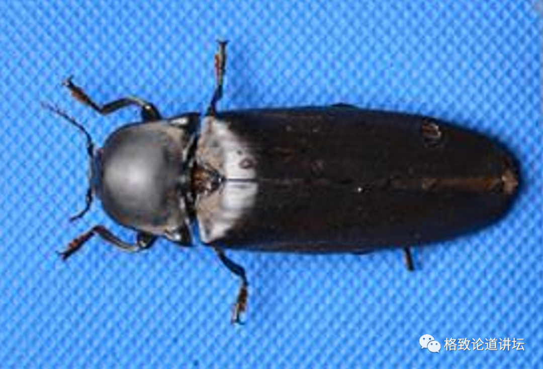 在家里养屎壳郎?你没有看错,我甚至还为它精心研制了一份食谱休闲区蓝鸢梦想 - Www.slyday.coM 在家里养屎壳郎?你没有看错,我甚至还为它精心研制了一份食谱休闲区蓝鸢梦想 - Www.slyday.coM