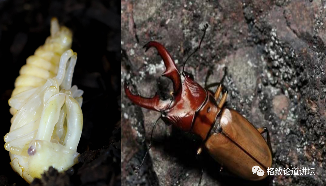 在家里养屎壳郎?你没有看错,我甚至还为它精心研制了一份食谱休闲区蓝鸢梦想 - Www.slyday.coM 在家里养屎壳郎?你没有看错,我甚至还为它精心研制了一份食谱休闲区蓝鸢梦想 - Www.slyday.coM