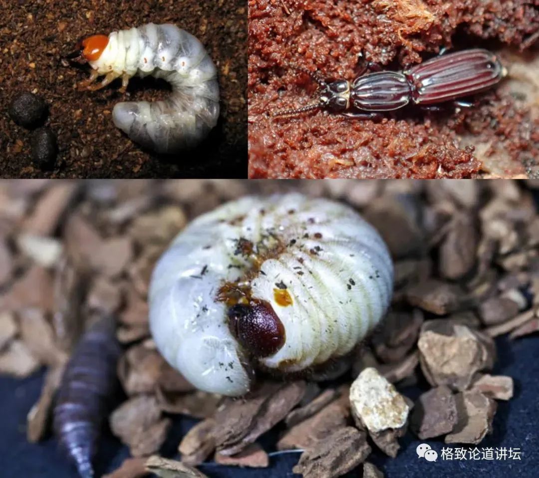 在家里养屎壳郎?你没有看错,我甚至还为它精心研制了一份食谱休闲区蓝鸢梦想 - Www.slyday.coM 在家里养屎壳郎?你没有看错,我甚至还为它精心研制了一份食谱休闲区蓝鸢梦想 - Www.slyday.coM