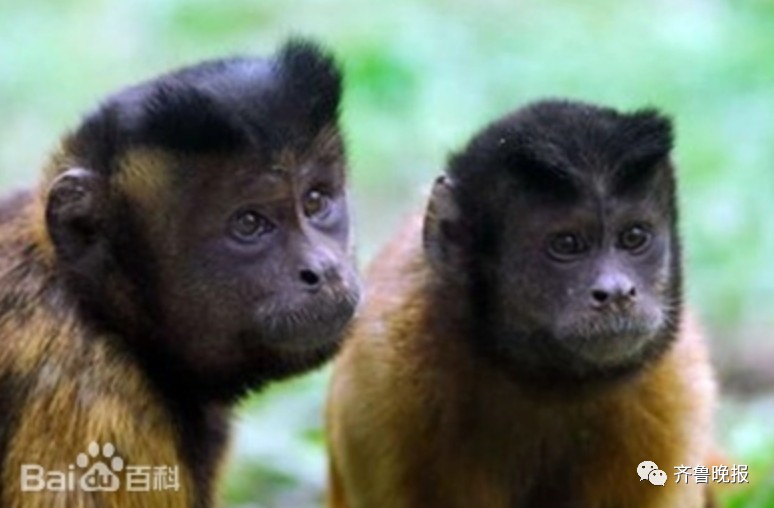 全网快被这只“国字脸猴子”笑死了!略显成熟稳重…网友:像我老丈人休闲区蓝鸢梦想 - Www.slyday.coM 全网快被这只“国字脸猴子”笑死了!略显成熟稳重…网友:像我老丈人休闲区蓝鸢梦想 - Www.slyday.coM