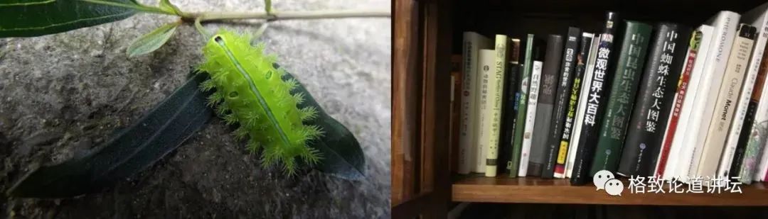 在家里养屎壳郎?你没有看错,我甚至还为它精心研制了一份食谱休闲区蓝鸢梦想 - Www.slyday.coM 在家里养屎壳郎?你没有看错,我甚至还为它精心研制了一份食谱休闲区蓝鸢梦想 - Www.slyday.coM